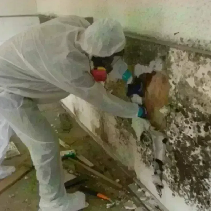 Mold Remediation and Removal in Sergeant Bluff, IA